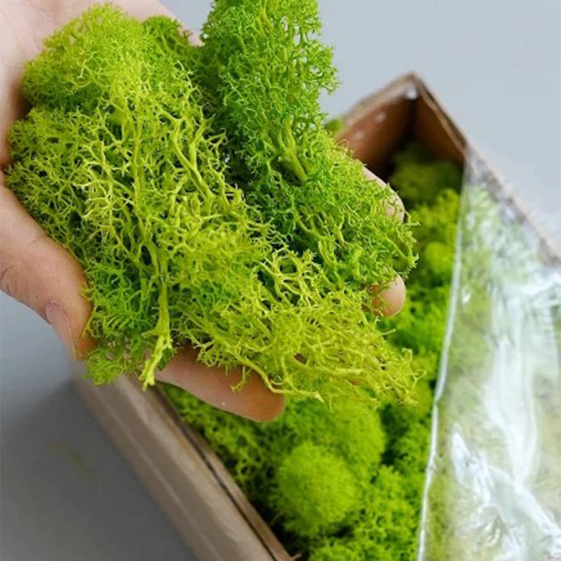 Sphagnum Moss Dry - Plantes vertes artificielles, vie éternelle, mousse,