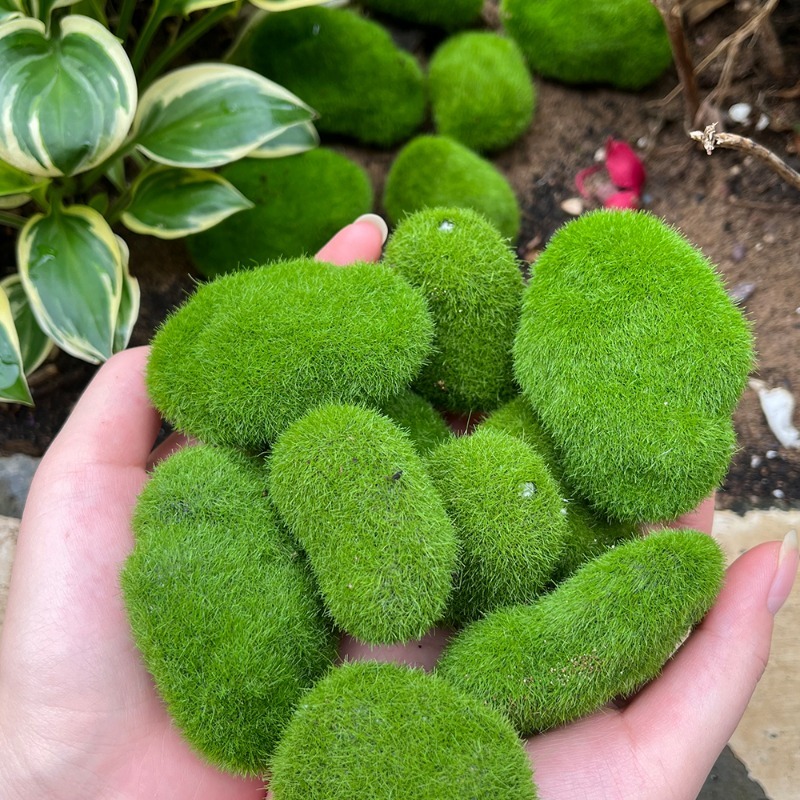5/30 pièces de pierres de mous - Sphagnum Moss Dry avis et prix