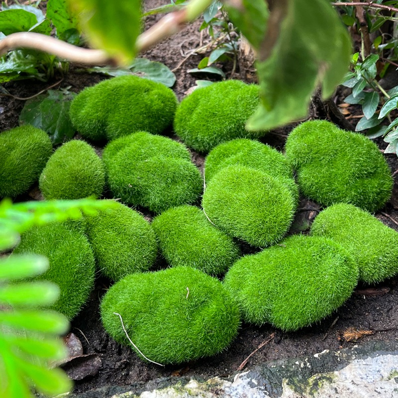 100/5 PIÈCES Pierres artificie - Sphagnum Moss Dry avis et prix