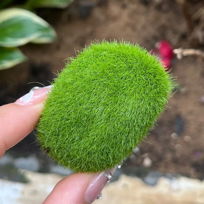 100/5 PIÈCES Pierres artificie - Sphagnum Moss Dry avis et prix
