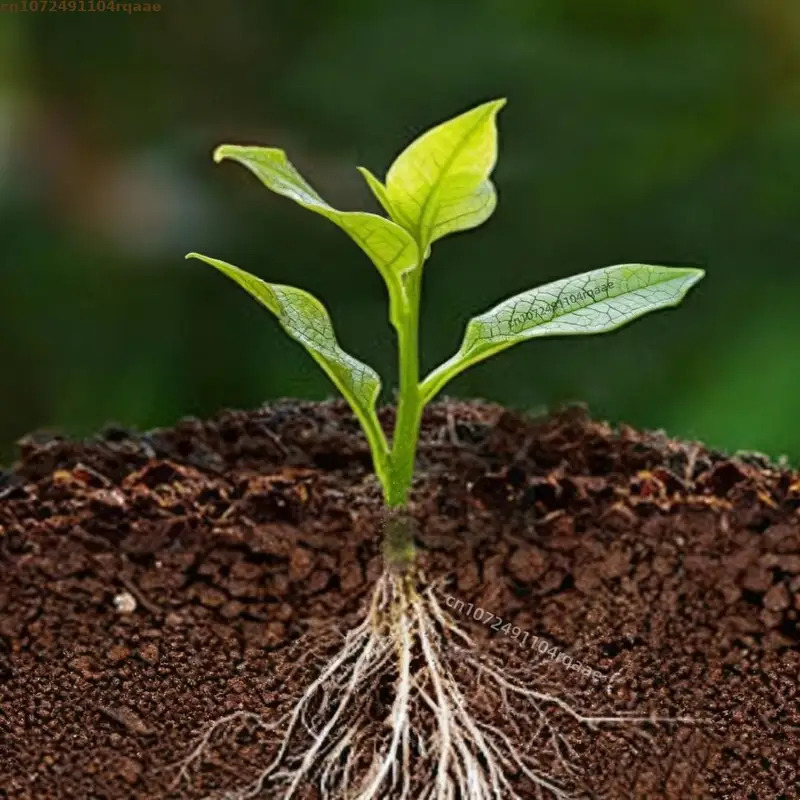 Poudre d'Enracinement des Plan - Rooting Hormone Powder avis et prix