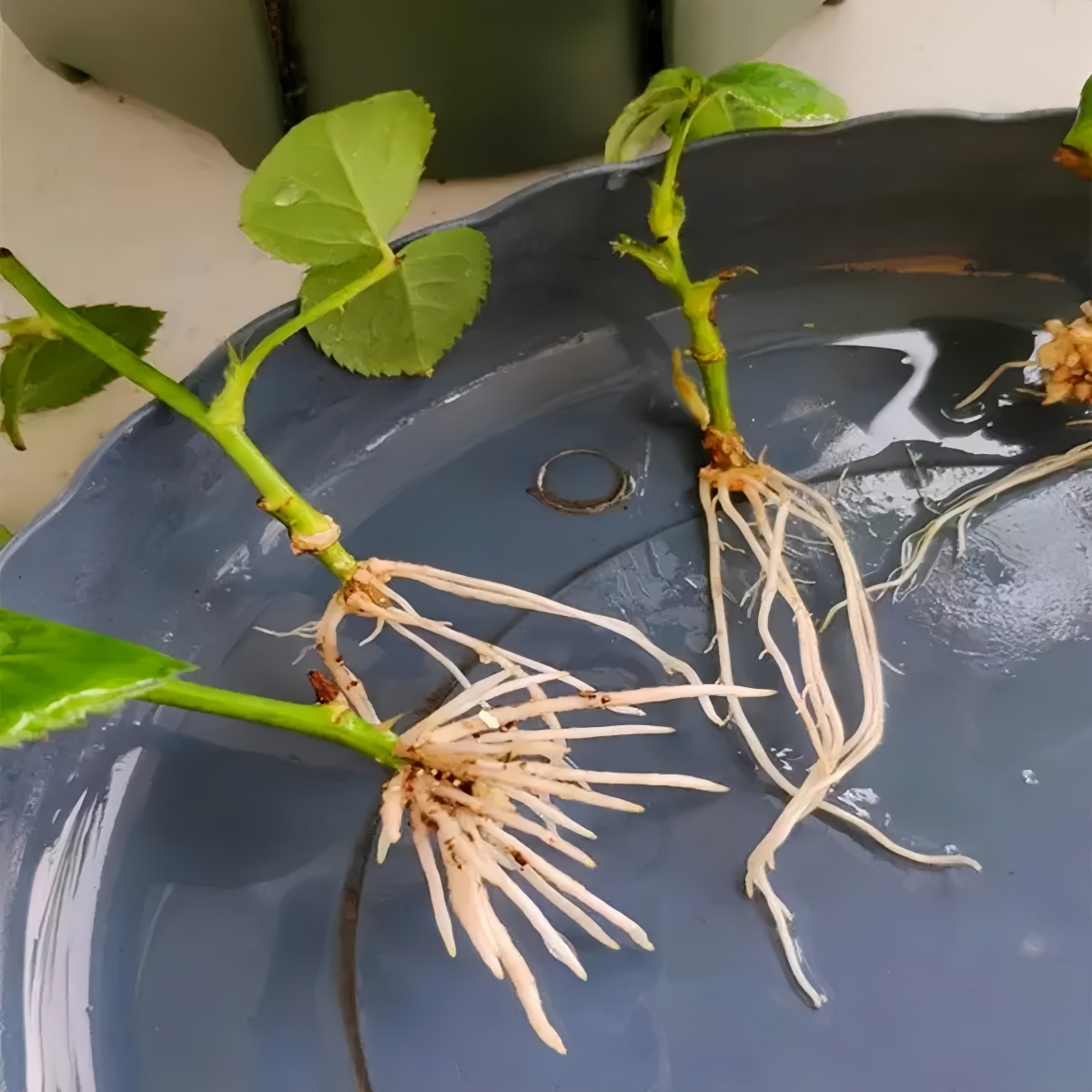 Acide indoléacétique IAA Auxin - Rooting Hormone Powder avis et prix